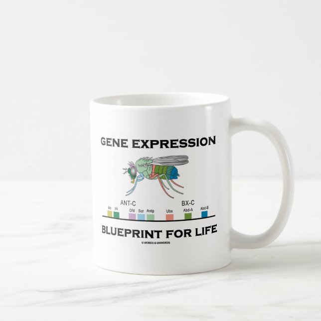 Genexpression-Plan für Lebenhomeobox-Gene Kaffeetasse (Rechts)