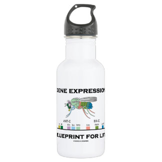 Genexpression-Plan für Lebenhomeobox-Gene Trinkflasche
