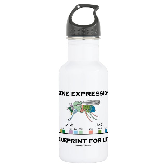 Genexpression-Plan für Lebenhomeobox-Gene Trinkflasche (Vorderseite)