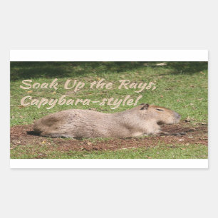 Genießen Sie die Rays im Capybara-Stil! Rechteckiger Aufkleber