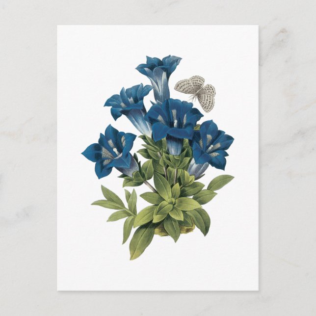 Gentian(Gentianae acaulis) von Redouté Postkarte (Vorderseite)