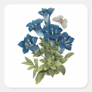 Gentian(Gentianae acaulis) von Redouté Quadratischer Aufkleber