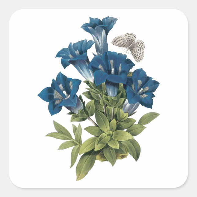 Gentian(Gentianae acaulis) von Redouté Quadratischer Aufkleber (Vorderseite)