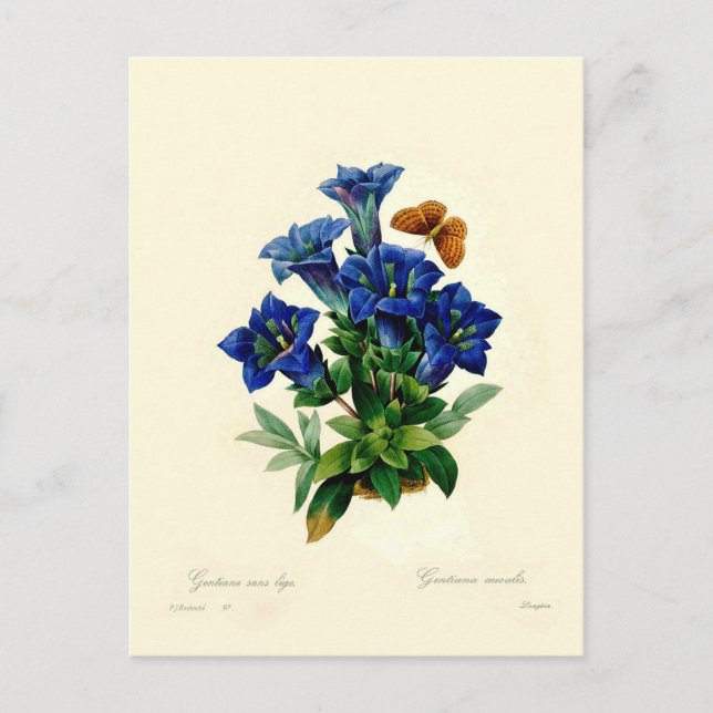 Gentiana aucalis postkarte (Vorderseite)