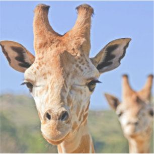Gentle Giraffe Faces Nah gegen einen blauen Himmel Aufkleber