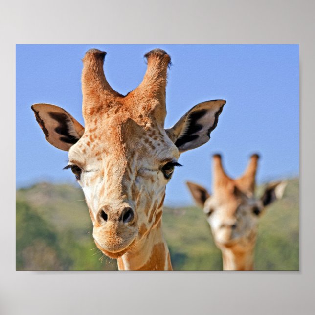 Gentle Giraffe steht vor einem Nahen Himmel Poster (Vorne)