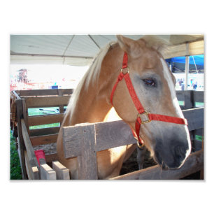 Gentle Horse Fotodruck