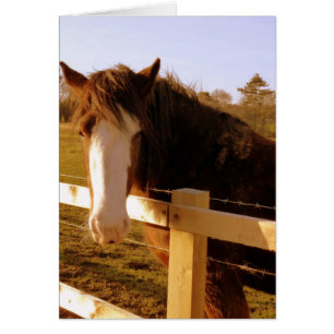 Gentle Horse White Blaze