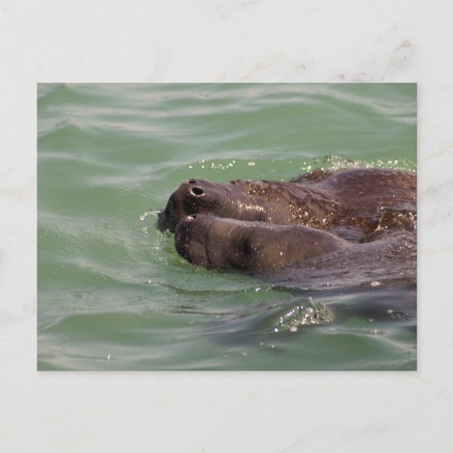 Gentle Liebe Postkarte (Vorderseite)