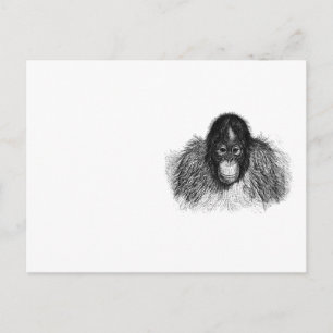 Gentle Orangutan Black and White Ape Zeichnend Postkarte