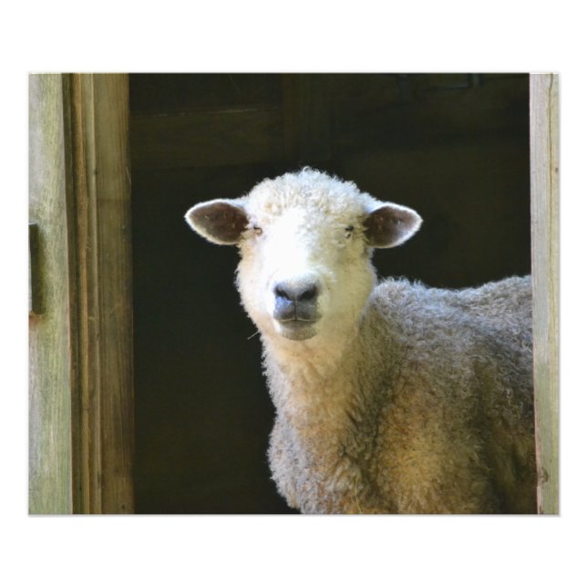 Gentle Sheep Fotodruck (Vorne)