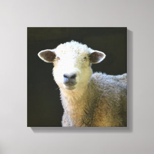 Gentle Sheep Leinwanddruck
