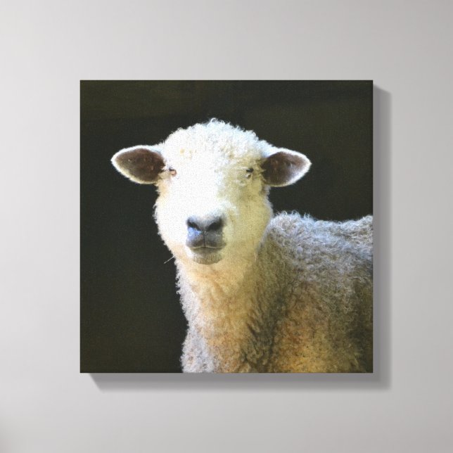 Gentle Sheep Leinwanddruck (Vorderseite)