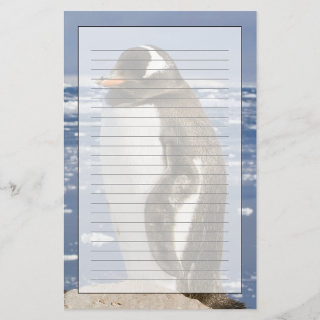 Gentoo Penguin Briefpapier (Vorderseite)