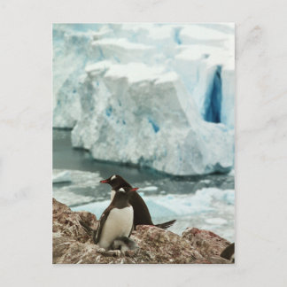 Gentoo Penguin Family Postcard Postkarte