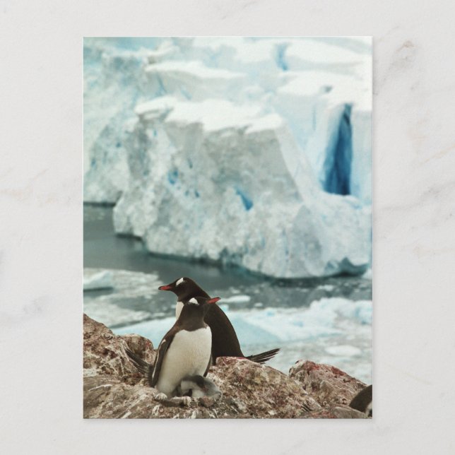 Gentoo Penguin Family Postcard Postkarte (Vorderseite)