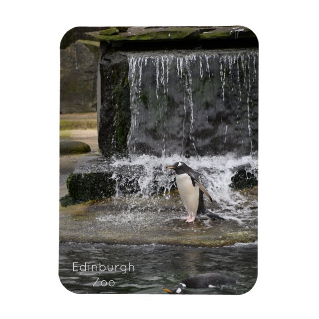 Gentoo Penguin & Friends Edinburgh Zoo Schottland Magnet (Vertikal)