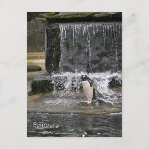 Gentoo Penguin & Friends Edinburgh Zoo Schottland Postkarte