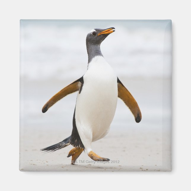 Gentoo Penguin Magnet (Vorne)