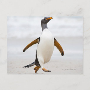 Gentoo Penguin Postkarte