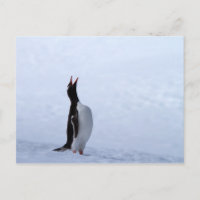 Gentoo penguin