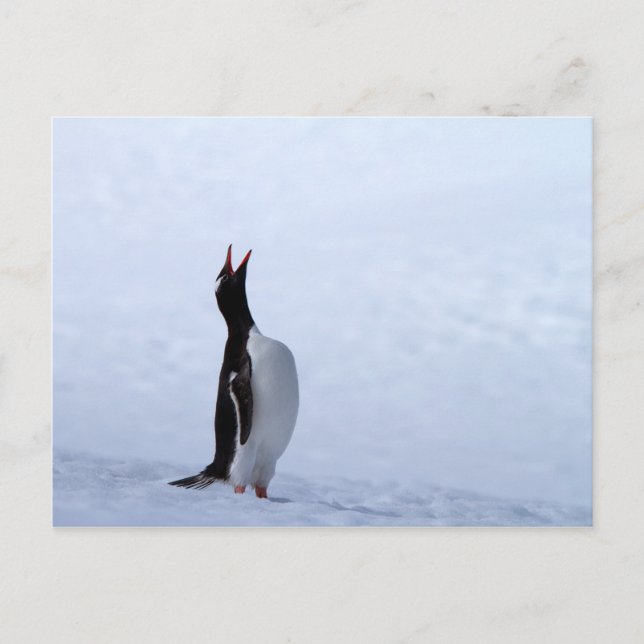 Gentoo penguin postkarte (Vorderseite)