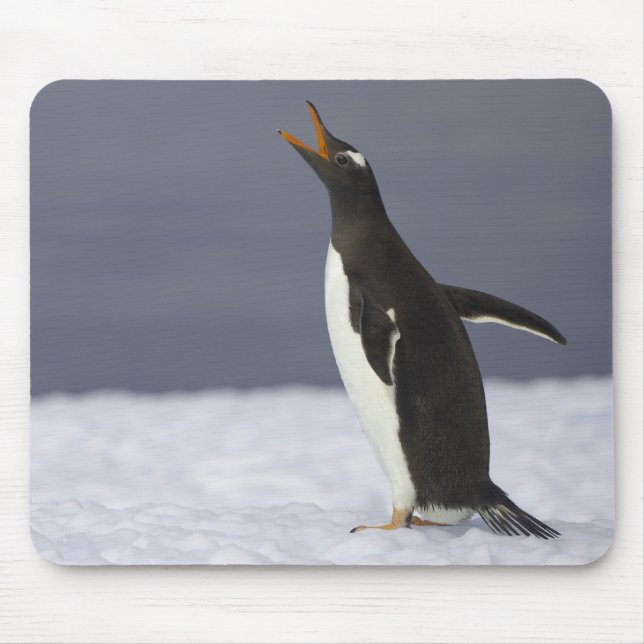 Gentoo penguin (Pygoscelis papua) adult bird Mousepad (Vorne)