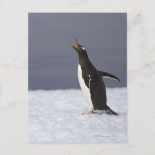 Gentoo penguin (Pygoscelis papua) adult bird Postkarte