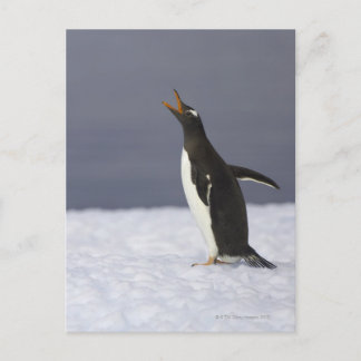 Gentoo penguin (Pygoscelis papua) adult bird Postkarte