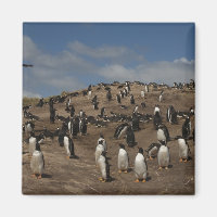 Gentoo Penguin (Pygoscelis papua) Kolonie im Weste