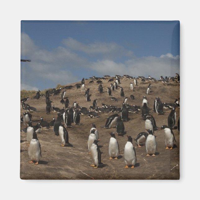 Gentoo Penguin (Pygoscelis papua) Kolonie im Weste Magnet (Vorne)
