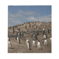 Gentoo Penguin (Pygoscelis papua) Kolonie im Weste