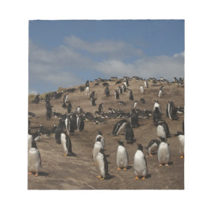 Gentoo Penguin (Pygoscelis papua) Kolonie im Weste Notizblock