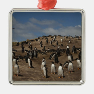 Gentoo Penguin (Pygoscelis papua) Kolonie im Weste Ornament Aus Metall