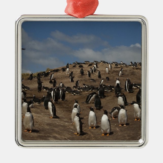Gentoo Penguin (Pygoscelis papua) Kolonie im Weste Ornament Aus Metall (Vorne)