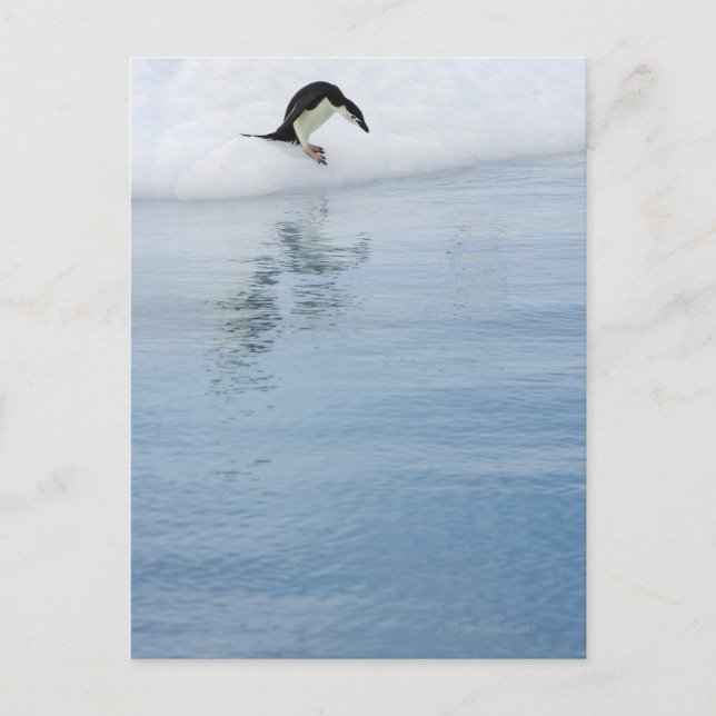 Gentoo penguin (Pygoscelis papua) Postkarte (Vorderseite)