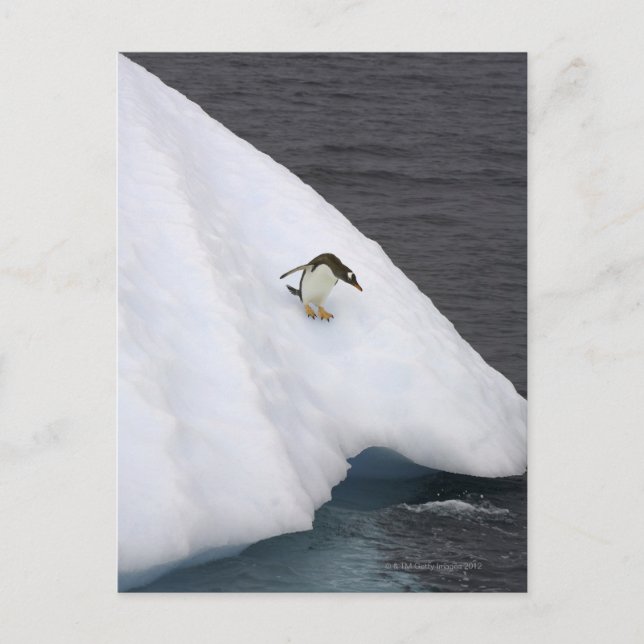 Gentoo penguin Pygoscelis papua) standing Postkarte (Vorderseite)