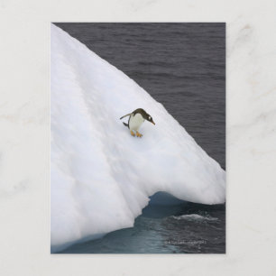 Gentoo penguin Pygoscelis papua) standing Postkarte