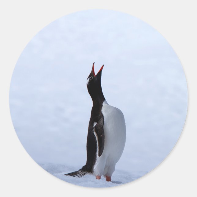 Gentoo penguin runder aufkleber (Vorderseite)