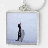 Gentoo penguin