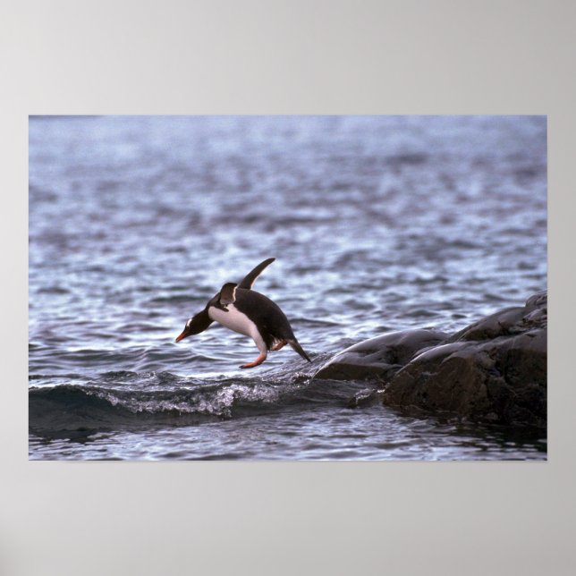 Gentoo Penguin springt ins Wasser Poster (Vorne)