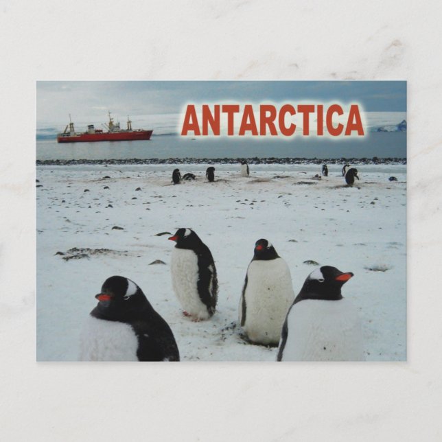 Gentoo Penguins, Antarktische Halbinsel Postkarte (Vorderseite)