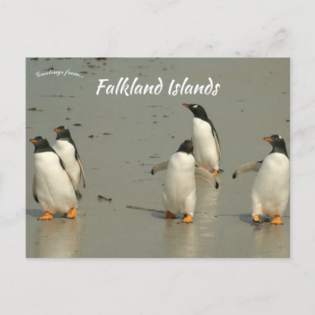 Gentoo Penguins Berthas Beach Falkland Inseln Postkarte (Vorderseite)