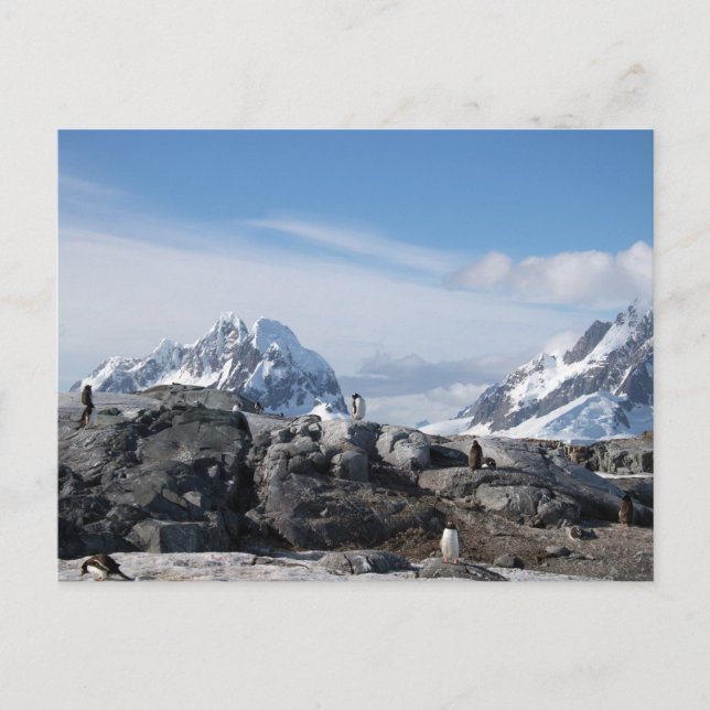 Gentoo penguins in Antarctica Postkarte (Vorderseite)