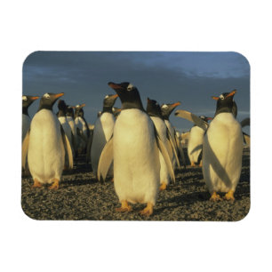 Gentoo Penguins, (Pygoscelis papua), Falkland Magnet