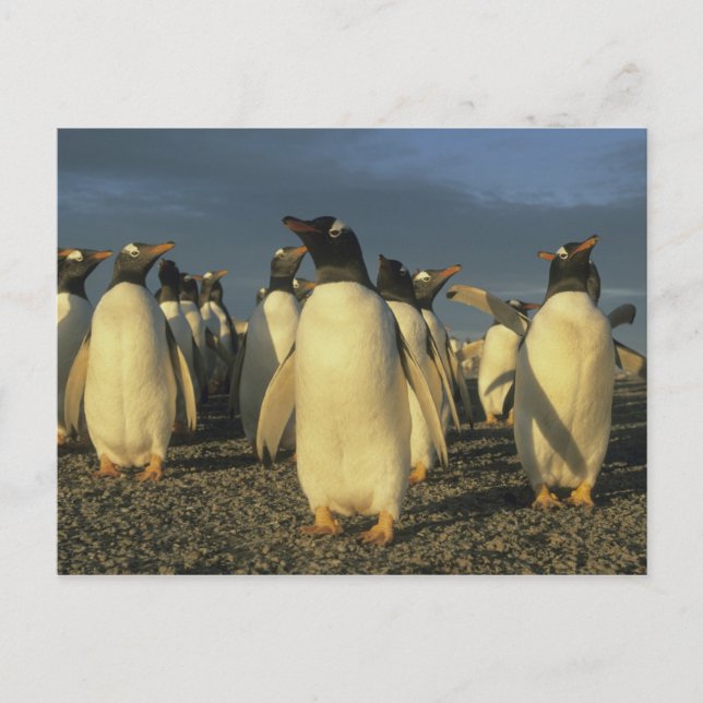 Gentoo Penguins, (Pygoscelis papua), Falkland Postkarte (Vorderseite)