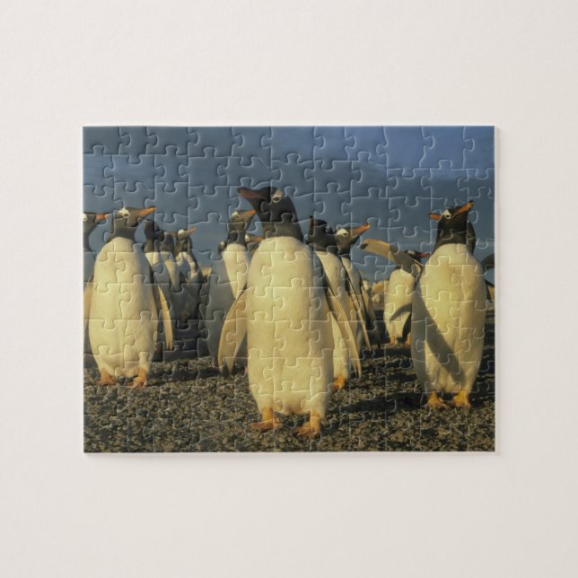Gentoo Penguins, (Pygoscelis papua), Falkland Puzzle (Horizontal)