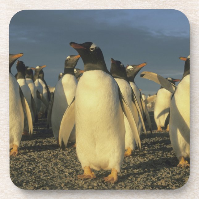 Gentoo Penguins, (Pygoscelis papua), Falkland Untersetzer (Vorderseite)