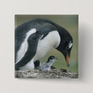 Gentoo Penuin, (Pygoscelis papua), Falkland Button
