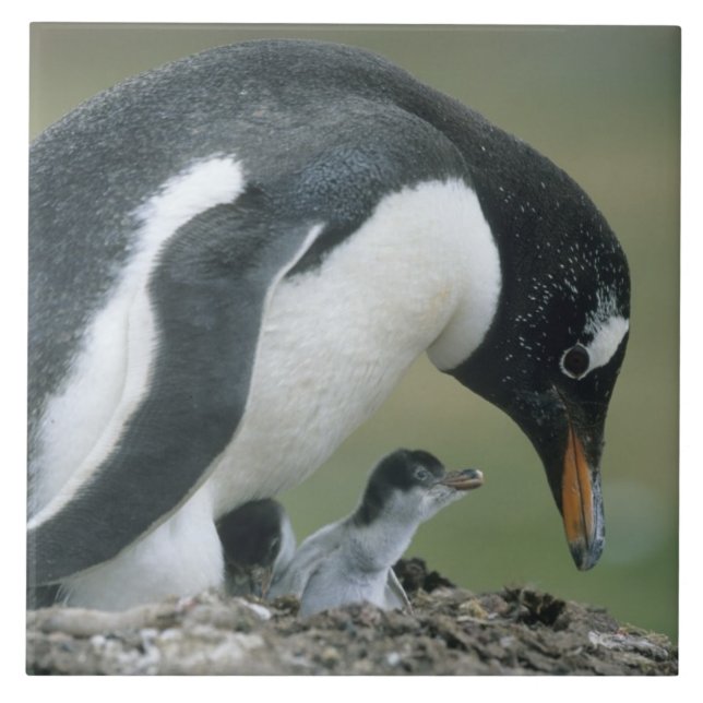 Gentoo Penuin, (Pygoscelis papua), Falkland Fliese (Vorderseite)